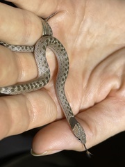 Hypsiglena chlorophaea