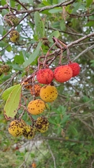 Arbutus unedo