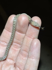 Hypsiglena chlorophaea