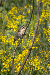 Cisticola natalensis