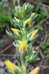 Echeveria platyphylla