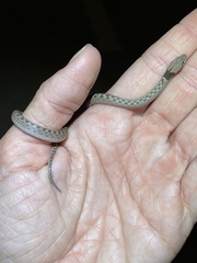 Hypsiglena chlorophaea