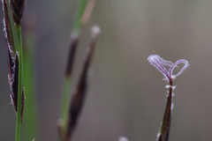 Schoenus calostachyus
