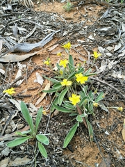Goodenia willisiana