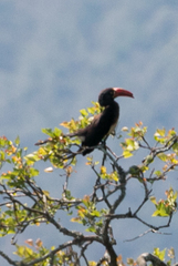 Lophoceros alboterminatus