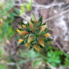 Echeveria platyphylla