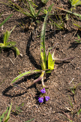 Cyanotis speciosa