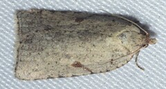 Meritastis