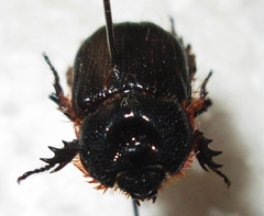 Syrichthodontus cribratus