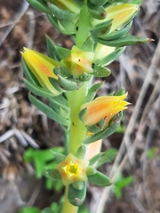 Echeveria platyphylla