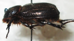 Syrichthodontus cribratus
