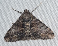 Gastrinodes argoplaca