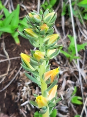 Echeveria platyphylla