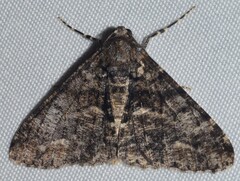 Gastrinodes argoplaca