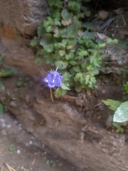 Campanula cochleariifolia