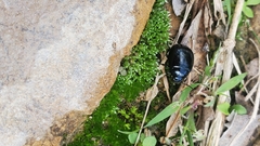 Chrysolina haemoptera