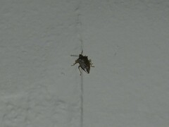 Podisus maculiventris