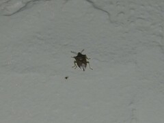 Podisus maculiventris