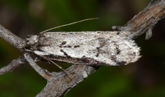 Philobota stella