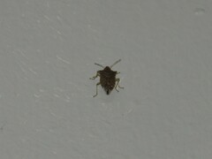 Podisus maculiventris