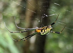 Leucauge tessellata