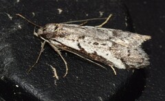 Philobota stella