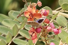 Junonia orithya