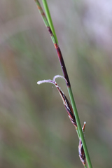 Schoenus calostachyus