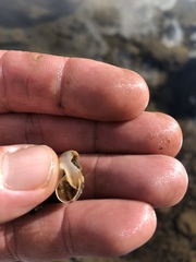 Oreohelix
