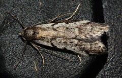 Philobota stella