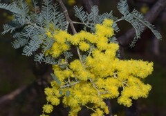 Acacia nanodealbata