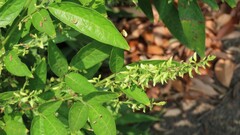 Ohwia caudata