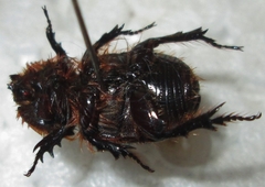 Syrichthodontus cribratus
