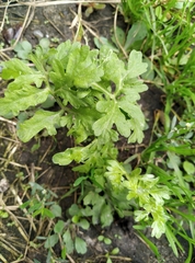 Artemisia absinthium