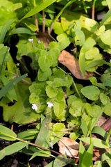 Diclis rotundifolia