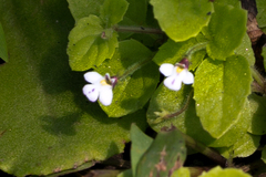 Diclis rotundifolia