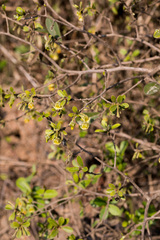 Diospyros lycioides