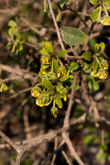 Diospyros lycioides