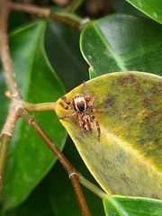 Carrhotus