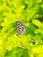Leptotes plinius