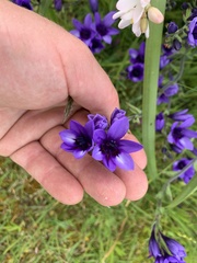 Babiana angustifolia