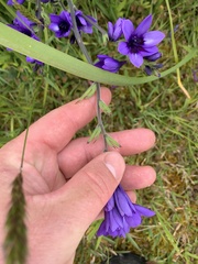 Babiana angustifolia