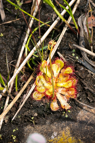 Natal Sundew