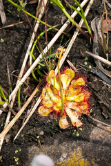 Drosera natalensis