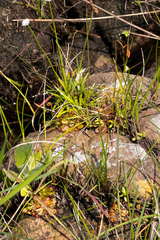 Drosera natalensis