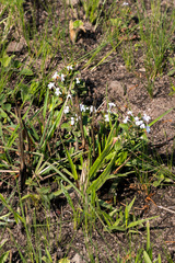 Dyschoriste burchellii