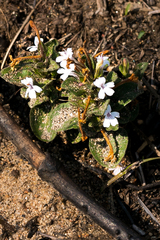 Dyschoriste burchellii