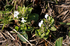 Dyschoriste burchellii