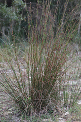 Schoenus calostachyus