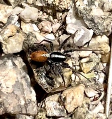 Castianeira occidens